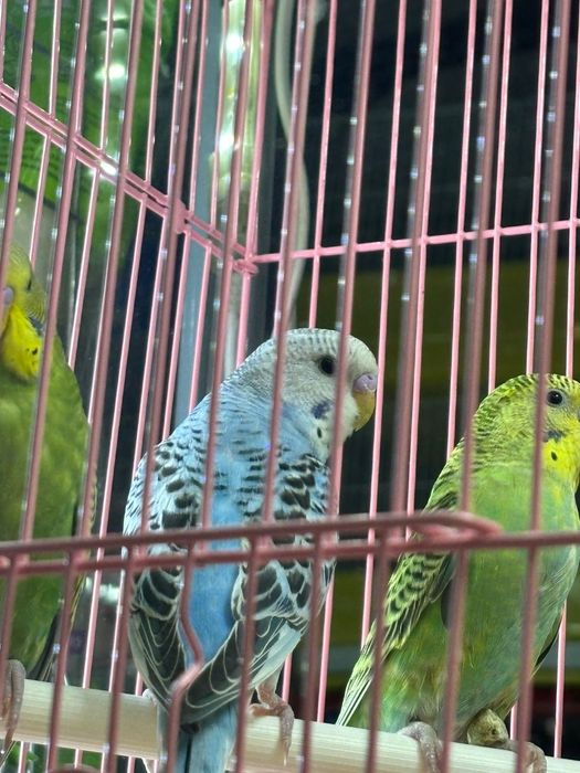 Волнистые попугаи птенцы