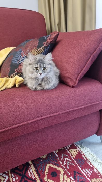 Отдам кошечку в добрые руки