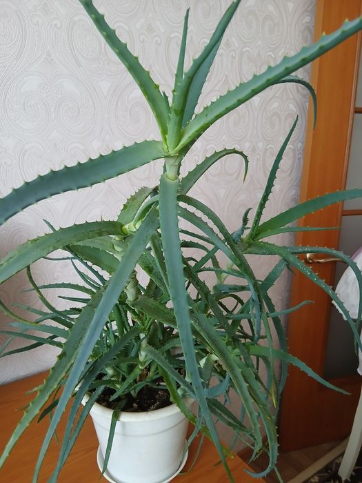 Лечебное древовидное алоэ
