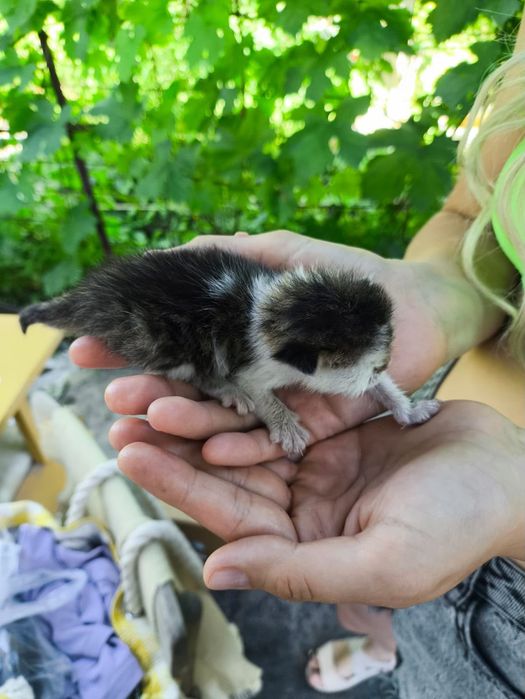 SOS!!! Отдадим котенка СРОЧНО !!!