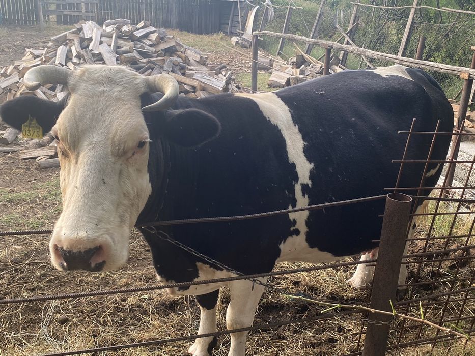 Vaca holstein de vanzare!