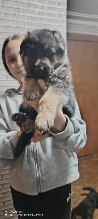 Щенок Немецкой овчарки.