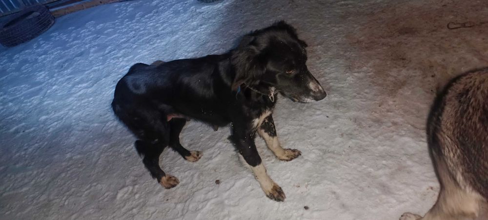 Добрые руки  отдам