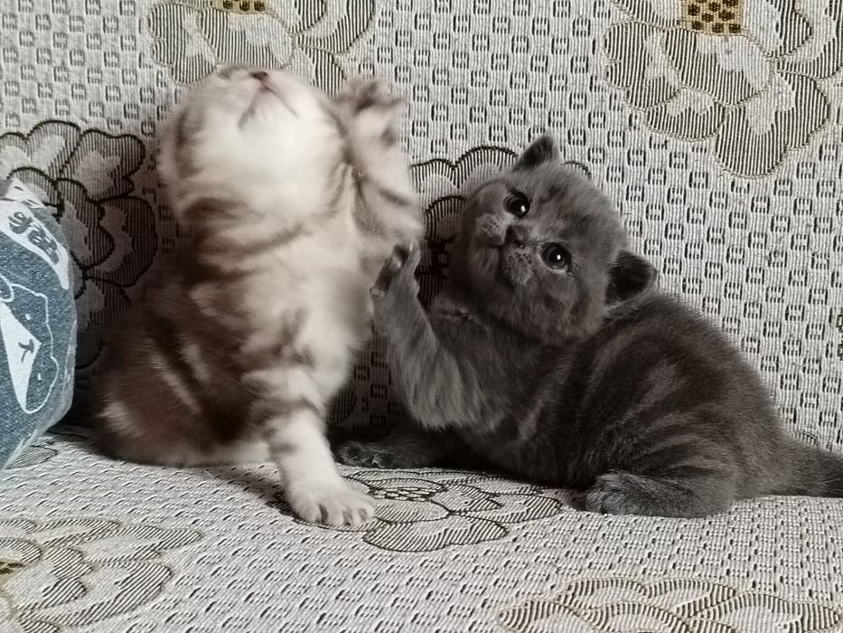 Замечательные малыши