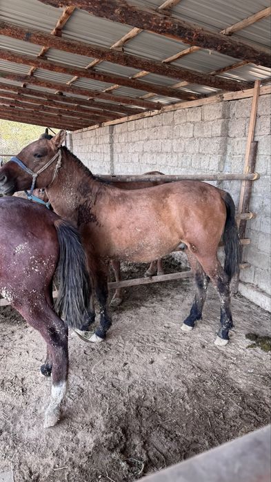 Жағдайлары жаксы