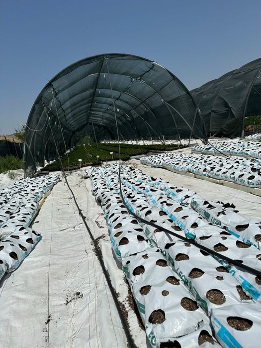 Чували Хидропоника