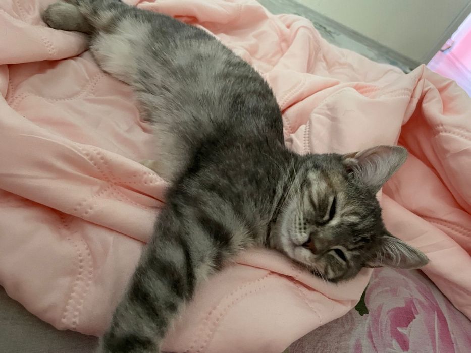 Домашняя кошка даром