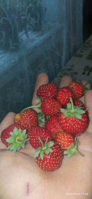 Продаю клубнику ремонтантные сорта