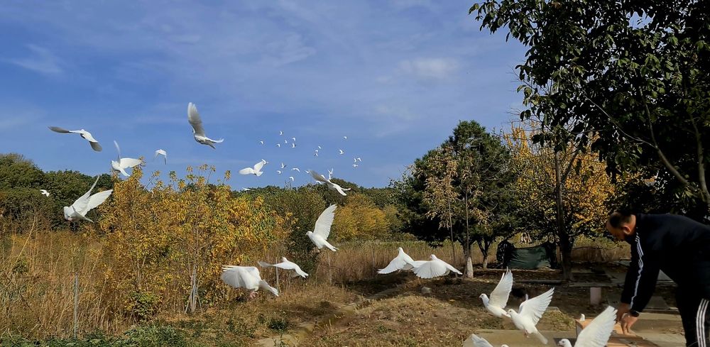 Vand porumbei voiajori albi
