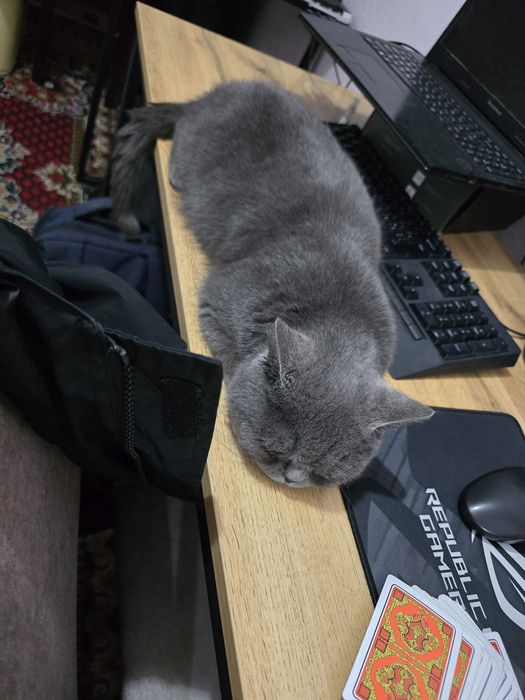 Продаётся кошка British Shorthair