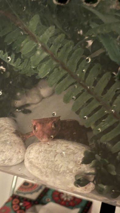 Gecko crestat/crested gecko juvenil