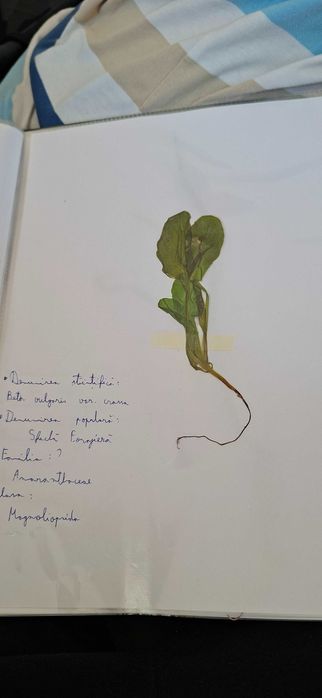 Ierbar cu 25 plante