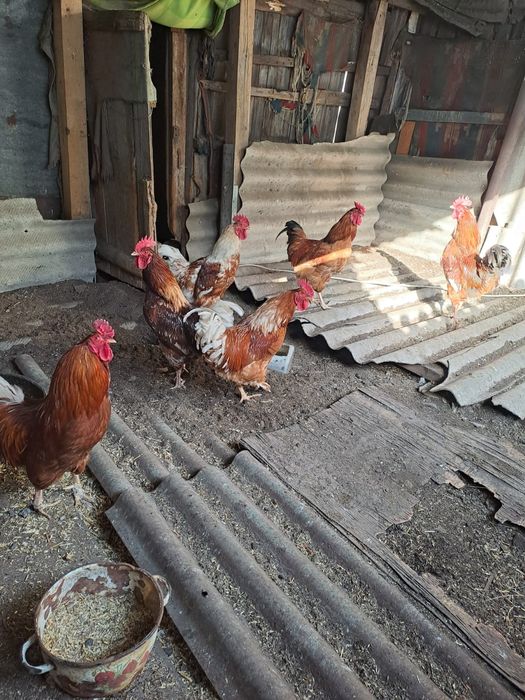 Продам домашних петухов домашних