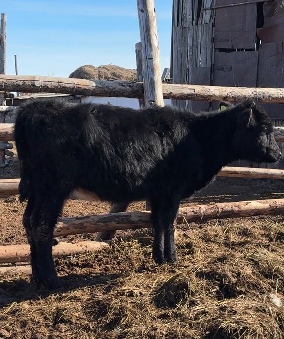 Продам телочку 6мес