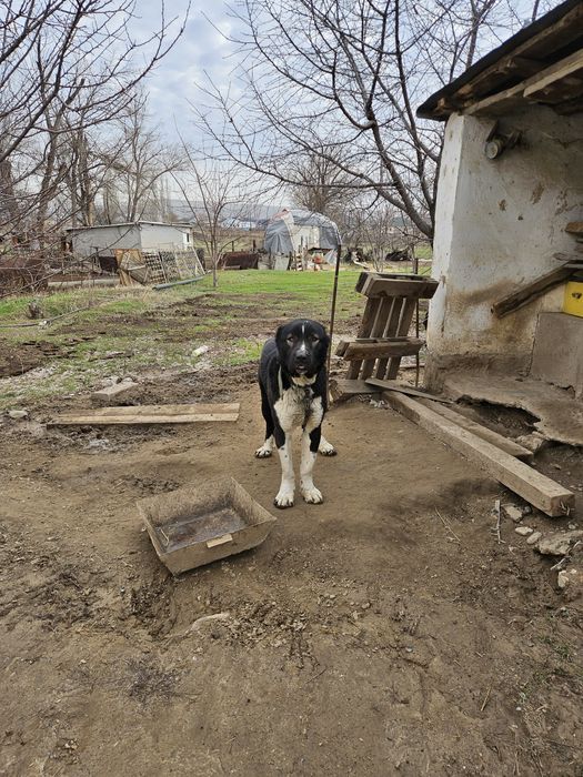Ит сатылады 2 жасар