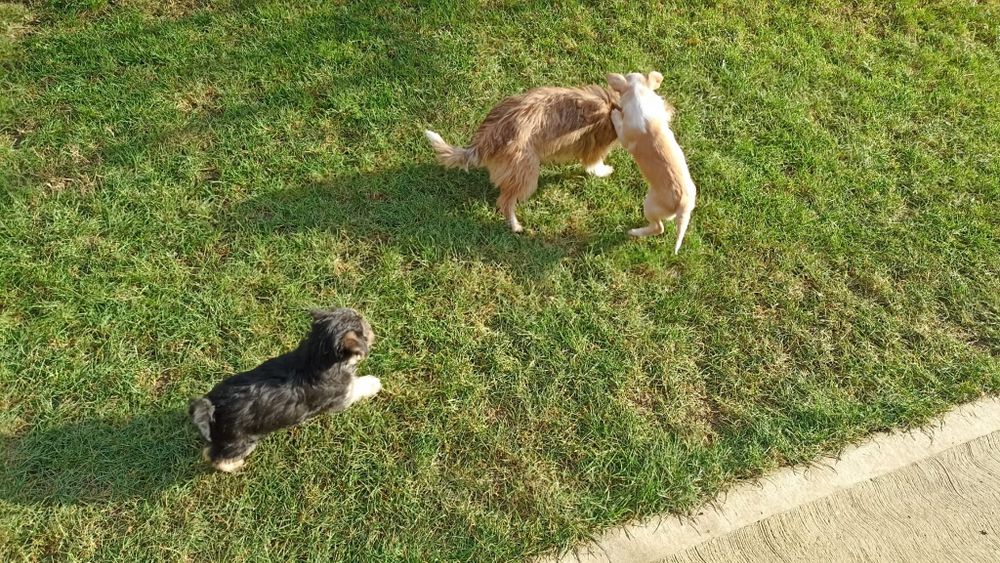 Adopție pui cătei talie mică.