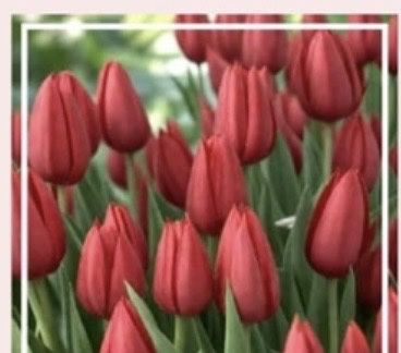 Тюльпаны к 8 Марта