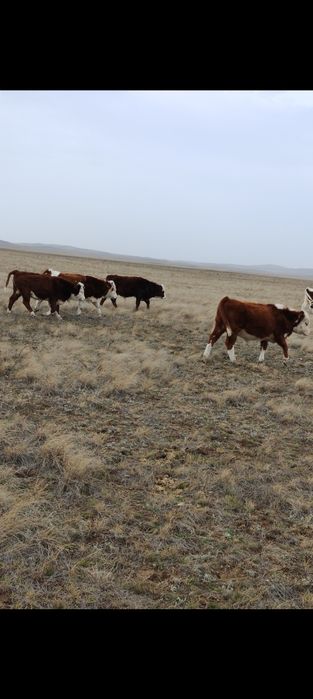 Ақбас еркек подсостар