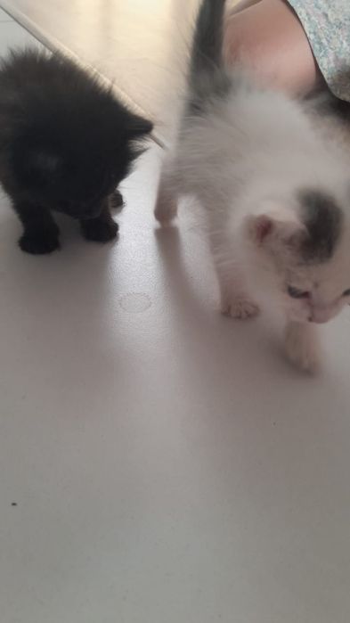Котята в добрые руки!
