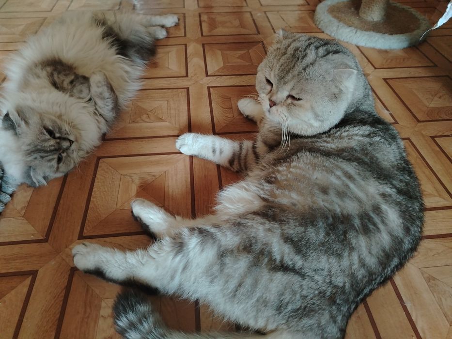 Опытный шотландский кот. Вязка.