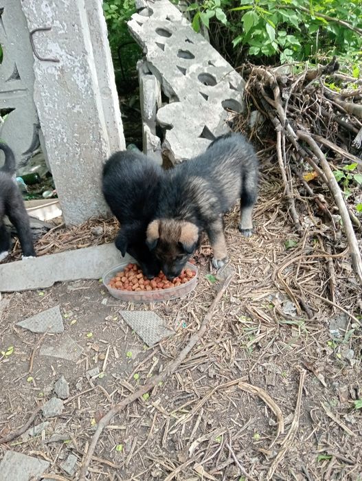 Найдены щенки ,ласковые,,