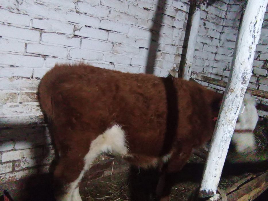 Продается 2 телочки