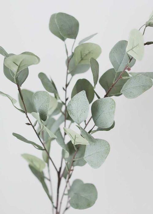 Cedrus Atlantica Eucalipt eucalyptus silver dollar