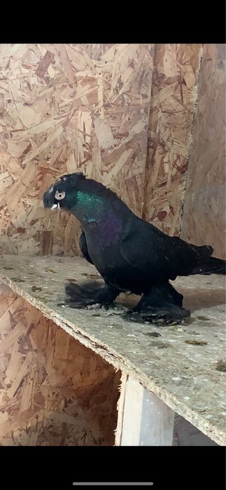 Голуби вольерные