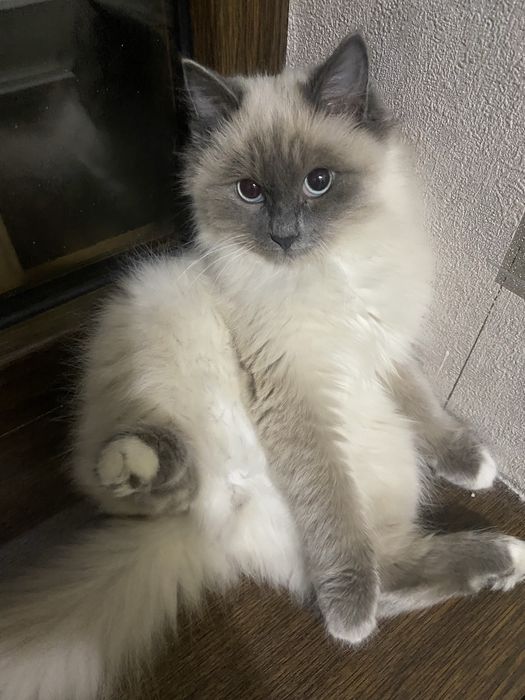 продается рэгдол чистокровный мальчик