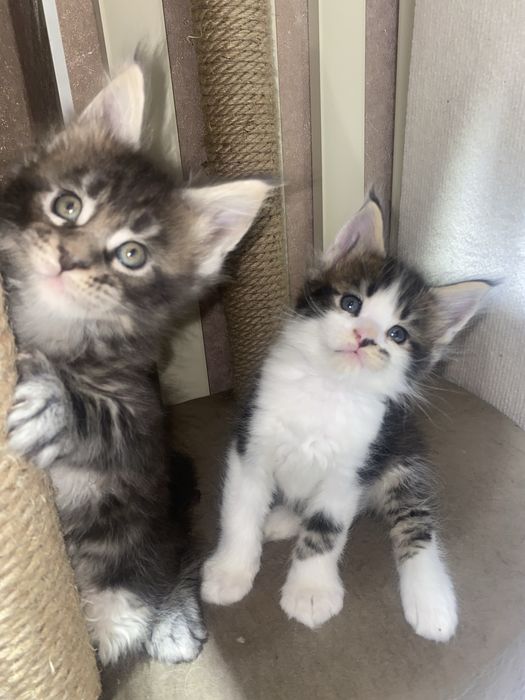 Котята мейн кун из питомника