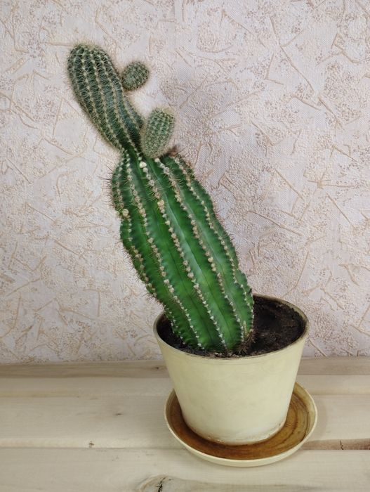 Алоэ и Кактус 2 шт