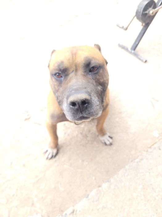 Продаёться стапр послушный и добрый  800.000 договорная