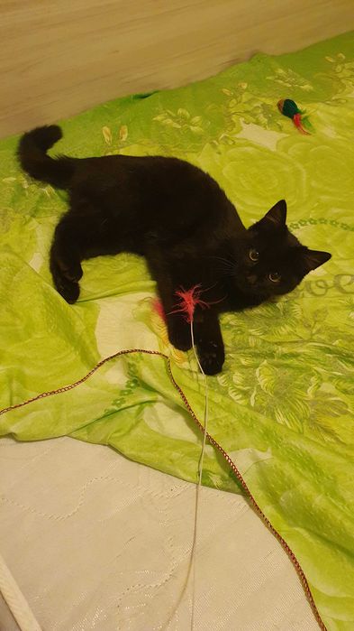 Черна котка на 6 мес. търси дом