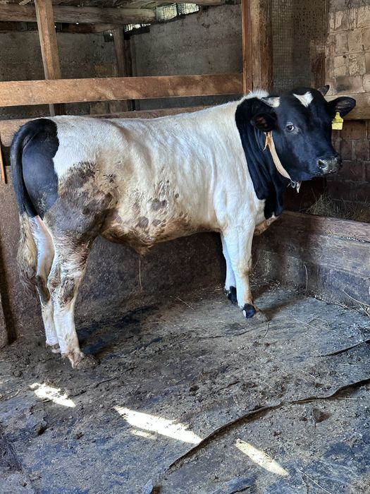 Бычек (на согым) жирная