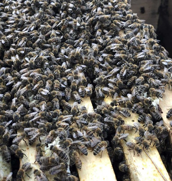 Roiuri de albine sanatoase