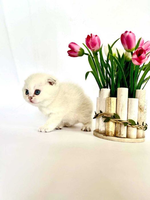 Шотландские котята вислоухие и прямоухие, золотой окрас, светлые