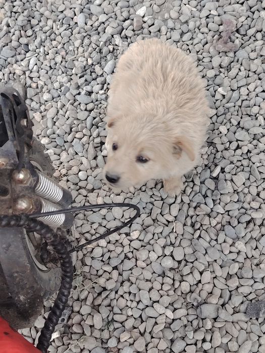 Девочка 2 месяца