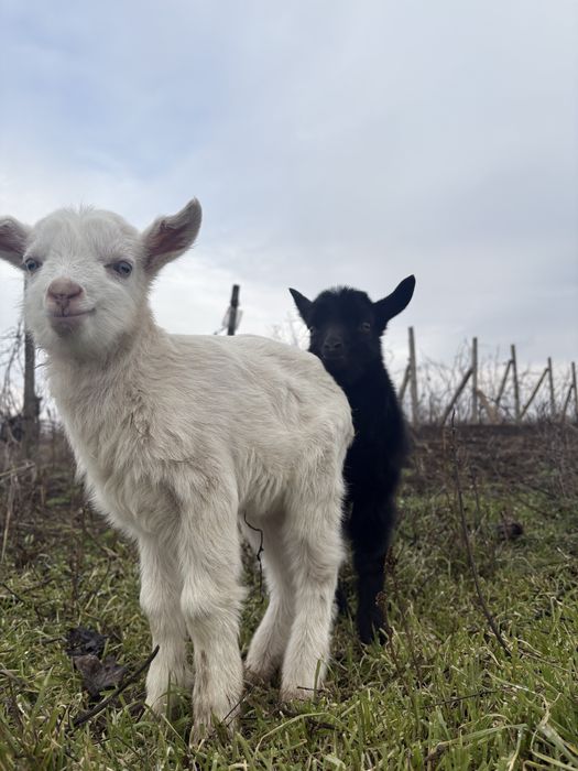 Vand capra cu doi iezi