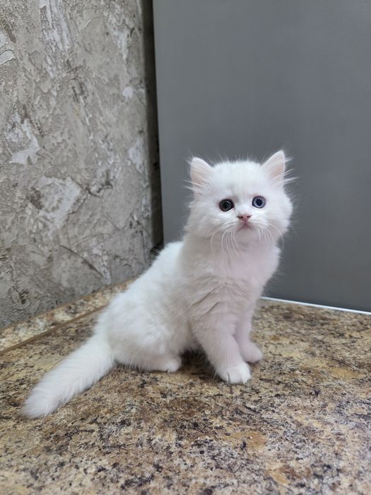 Продаётся котёнок хайленд две девочки и мальчик