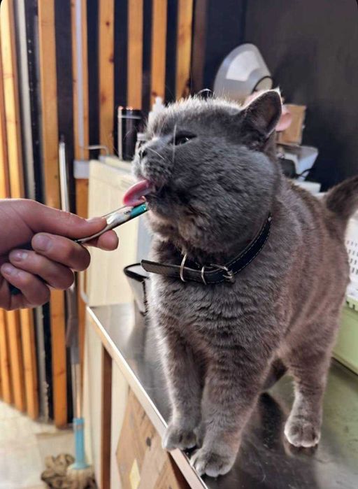 Britaniya mushuki sotiladi