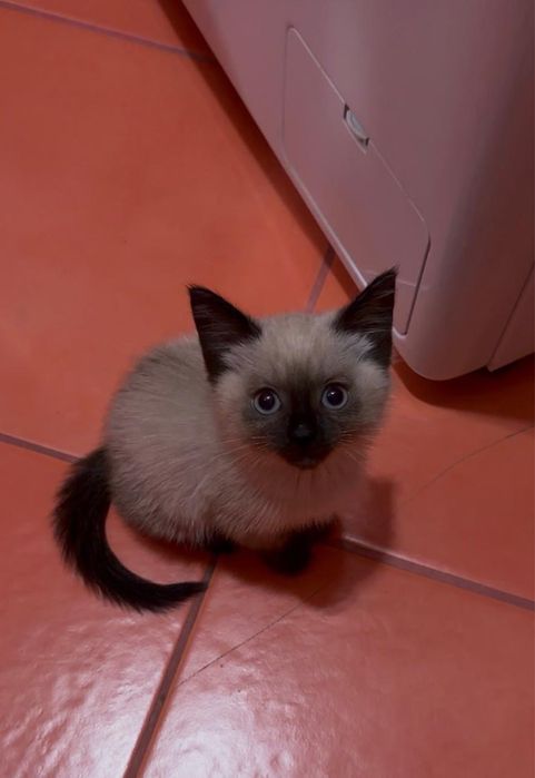 Кошечку в добрые руки