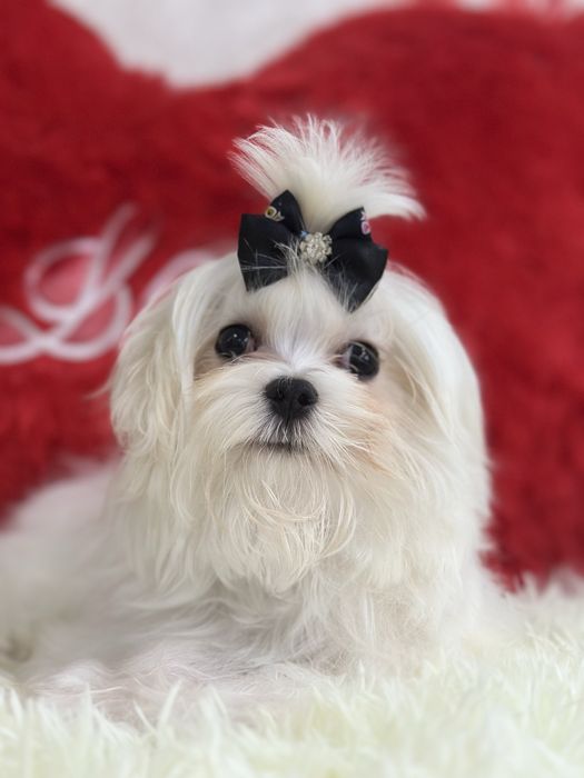 Очень красивый мальчик мини мальтезе