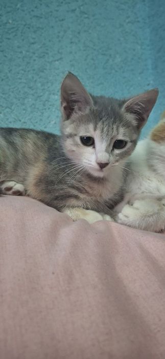 Мехрибон кулларга мушук боласи