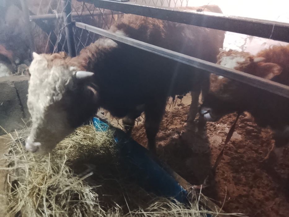 Продам бычков    .