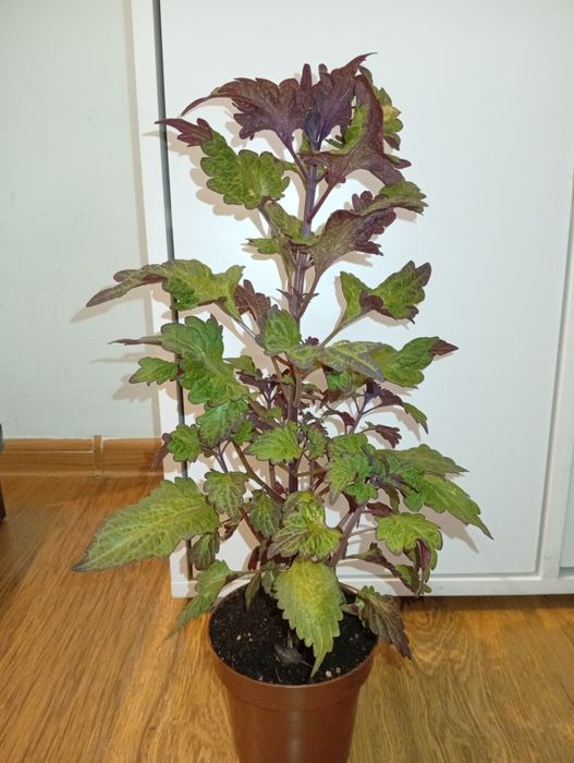 Колеус 2500 тенге