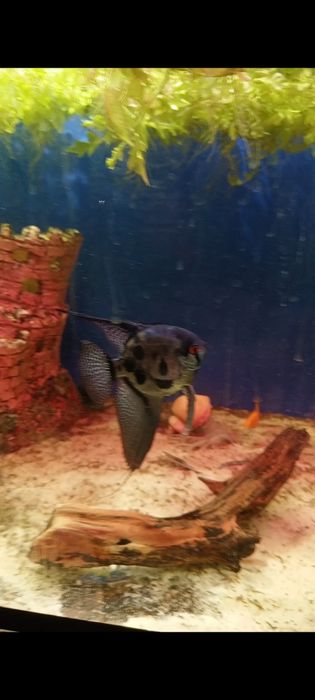 Продается скаляри