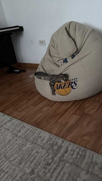 Котенок шотландский вислоухий