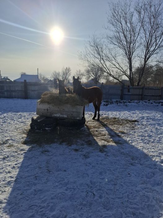 Продам Байтал,2 головы (3-х летки)