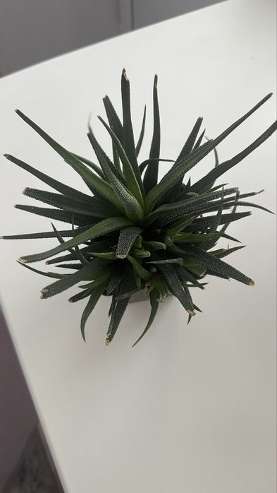 Хавортия (суккулент), комнатный цветок