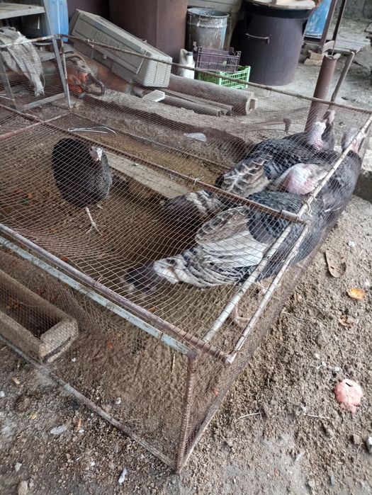 Куркалар бир жойда сотилади